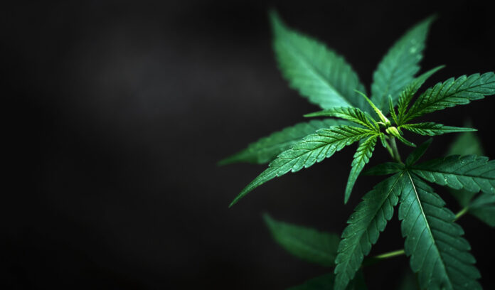 Kentucky Passes Medical Marijuana For Those Who Need Help