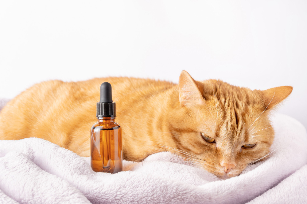 Essential Oils for Cats: A Guide to Aromatherapy